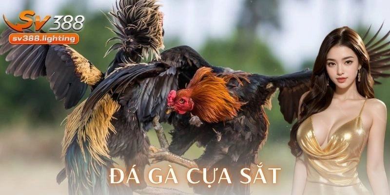 đá gà cựa sắt SV388