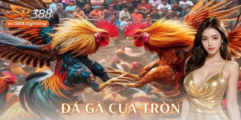 Đá gà cựa tròn SV388